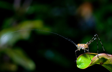saltamontes