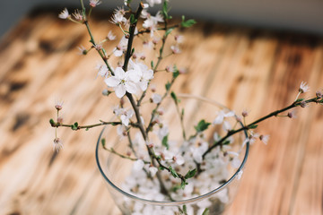 Cherry tree blossom branches with flowers in the vase on wooden table