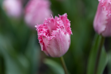 Purple tulips on a flowerbed in a park, detailed view.