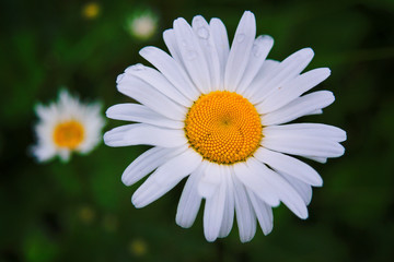 Closeup of a beautiful yellow and white Marguerite, Daisy flower.