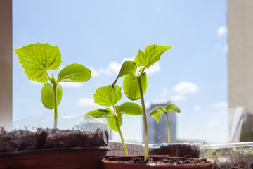 Seedlings of cucumbers in pots against the sky, stand on the windowsill