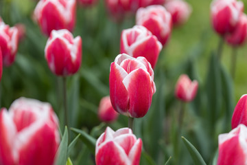 Red tulips with a white stripe in the park, detailed view.