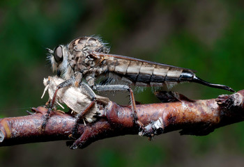 mosca ladrona