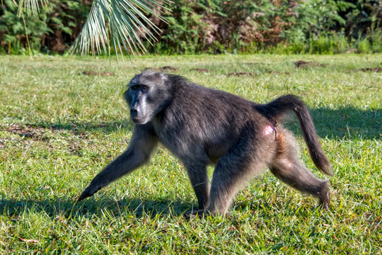 Chacma baboon photographed in South Africa. Picture made in 2019.