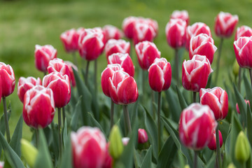 Red tulips with a white stripe in the park, detailed view.