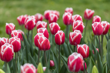 Fototapeta premium Red tulips with a white stripe in the park, detailed view.