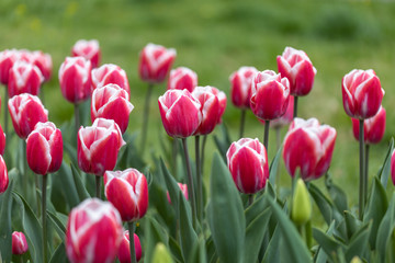 Obraz premium Red tulips with a white stripe in the park, detailed view.