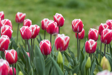 Red tulips with a white stripe in the park, detailed view.