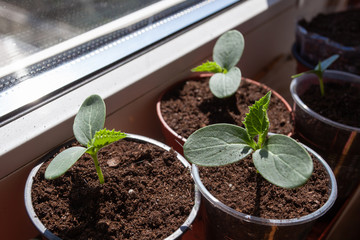 Growing cucumber seedlings on the windowsill on the balcony