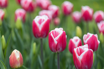 Fototapeta premium Red tulips with a white stripe in the park, detailed view.