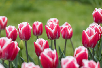 Red tulips with a white stripe in the park, detailed view.
