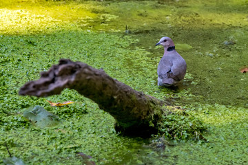 Ring necked dove photographed in South Africa. Picture made in 2019.