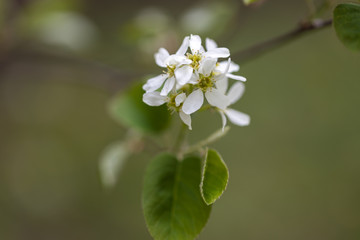 White flowers of bird cherry tree in spring.