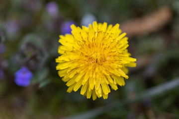 Yellow dandelion flowers in the forest.