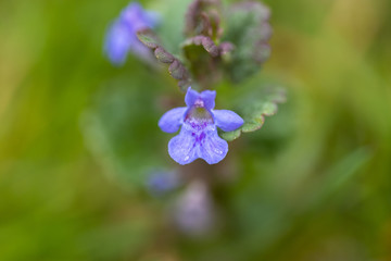 Fototapeta na wymiar Blue forest flowers in spring. Close-up