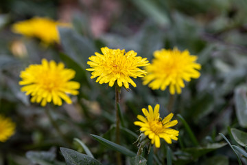 Yellow dandelion flowers in the forest.