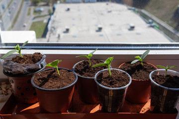 Cucumber seedlings on the windowsill on the balcony, close up.