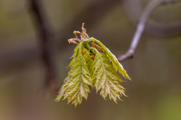 Young leaves of trees in the spring forest.