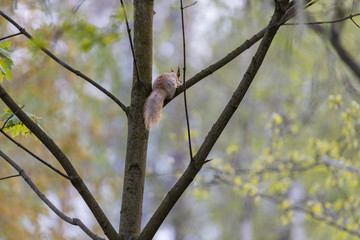 Red squirrel on a tree in a park in spring.