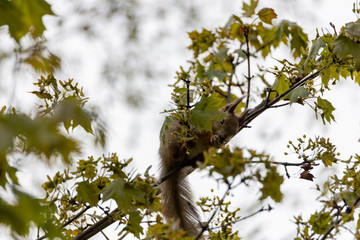 Red squirrel on a tree in a park in spring.