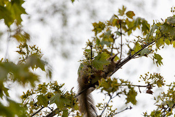 Red squirrel on a tree in a park in spring.