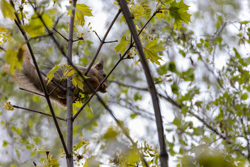 Red squirrel on a tree in a park in spring.