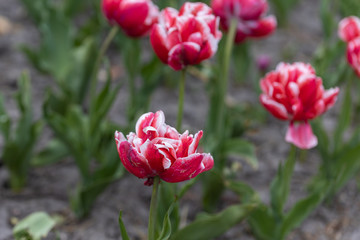 Red tulips with a white stripe in the park, detailed view.