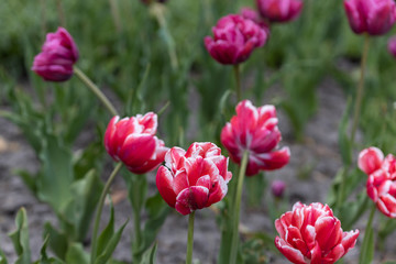 Red tulips with a white stripe in the park, detailed view.
