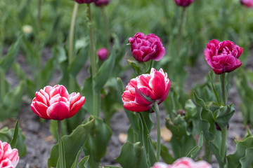 Obraz premium Red tulips with a white stripe in the park, detailed view.