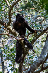 Bearded saki photographed in South Africa. Picture made in 2019.