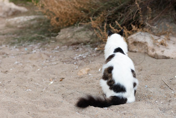 White cat with dark spots. Cat in Cyprus on the beach in the evening. The cat is sitting with its back to the photographer.