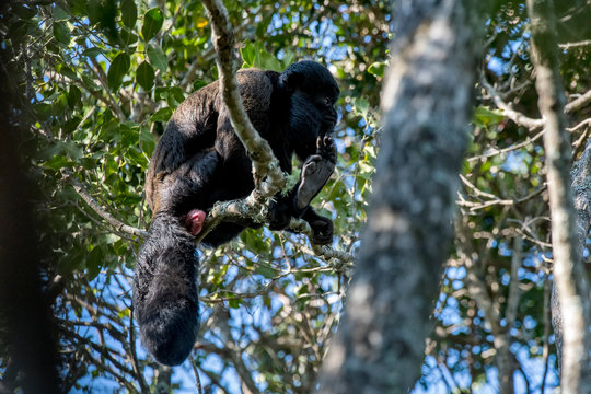 Bearded saki photographed in South Africa. Picture made in 2019.