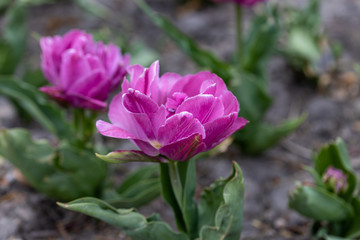 Flowerbed of purple tulips in the park. Detailed view