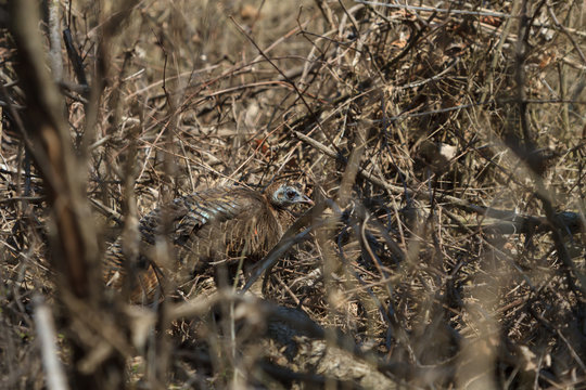 A wild turkey hiding in a brush pile in a forest. 