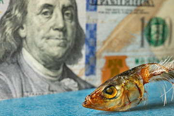 Head of smoked herring on background of 100 bucks. Fish as a symbol of death. Franklin looks warily...