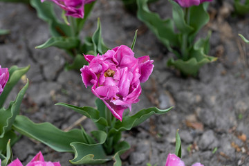 Fototapeta premium Flowerbed of purple tulips in the park. Detailed view