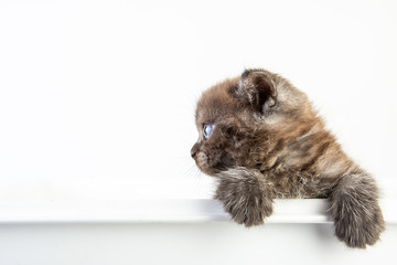 Fototapeta premium Cat baby tabby Kitten Cute Beautifu on white background