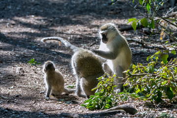Grivet photographed in South Africa. Picture made in 2019.