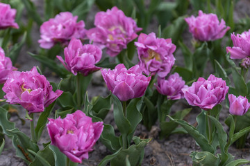 Flowerbed of purple tulips in the park. Detailed view
