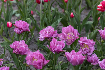 Flowerbed of purple tulips in the park. Detailed view