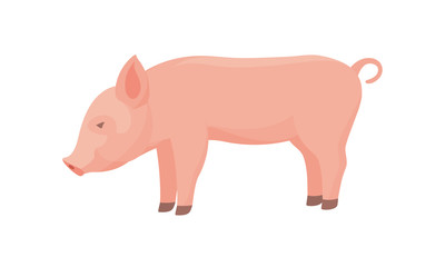 Farm Animal Pig. Funny Piggy. Little Piglet.
