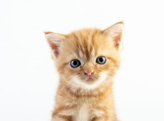 Cat baby tabby Kitten Cute Beautifu on white background