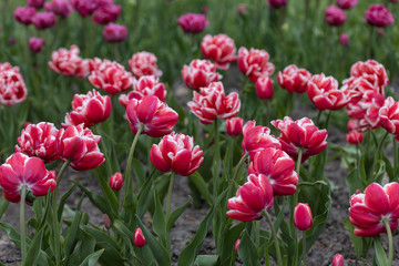 Red tulips with a white stripe in the park, detailed view.