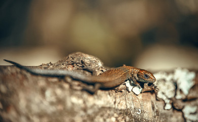 A brown lizard is lying on a piece of wood and basking in the sun