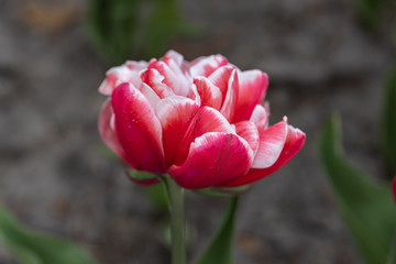 Red tulips with a white stripe in the park, detailed view.