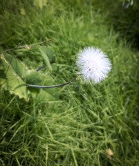 Flor blanca de verano