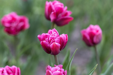Fototapeta premium Purple tulips in the flowerbed. Detailed view