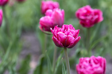 Purple tulips in the flowerbed. Detailed view