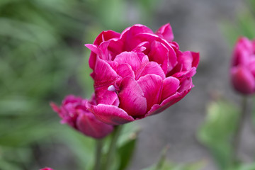 Purple tulips in the flowerbed. Detailed view