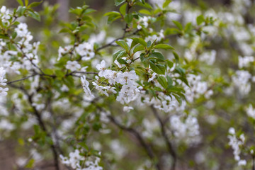 White flowers of bird cherry tree in spring.